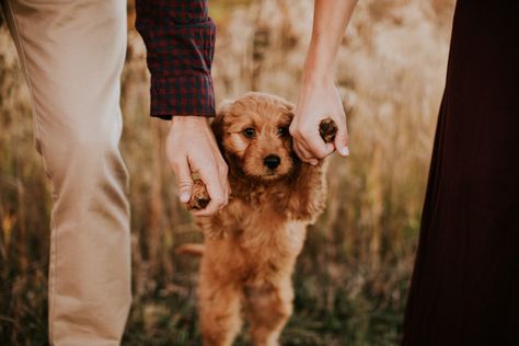 New Puppy Couple Pictures, Fall Couple Pictures With Puppy, Family Picture With Puppy, Puppy Engagement Pictures, Family Photo With Puppy, Couple With Puppy Photography, Couple Pictures With Puppy, Puppy Family Pictures, Puppy Couple Photoshoot