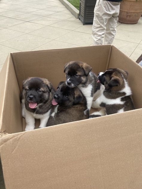 Akita Puppies For Sale, Puppy Mix, Puppy Litter, Japanese Akita, Akita Puppies, American Akita, Samoyed Puppy, Akita Dog, Cute Animals Images