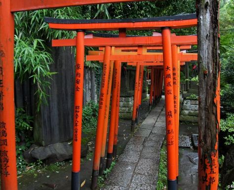 Nezu-jinja - The gorgeous shrine of Yanesen Nezu Shrine Tokyo, Nezu Shrine, Japan On A Budget, Ueno Zoo, Matsuri Festival, Spring In Japan, Ueno Park, Traditional Japanese Architecture, Zoological Garden