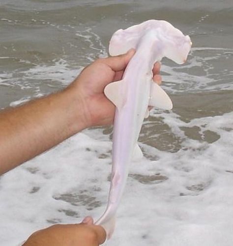 Very rare, 👻🦈albino or leucistic Hammerhead pup being released.  Via~ @sharksdaily 💎 #shark #sharksdaily #casperthefriendlyshark Melanistic Animals, Rare Albino Animals, Shark Pictures, Small Shark, Albino Animals, Beautiful Sea Creatures, Ocean Pictures, Unusual Animals, Rare Animals