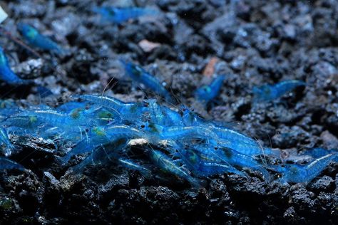 Blue Velvet Shrimp, Shrimp Sizes, Live Shrimp, Balaeniceps Rex, Aquarium Shrimp, Blue Lightning, Home Aquarium, Freshwater Aquarium, Freshwater Fish