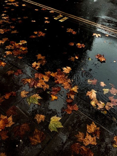 Leaves Falling Aesthetic, Fall Album Cover, Red Fall Aesthetic, Fall Astethic, Gray November, Autumn Rain, Red Fall, Autumn Leaves Photography, Gothic Aesthetic