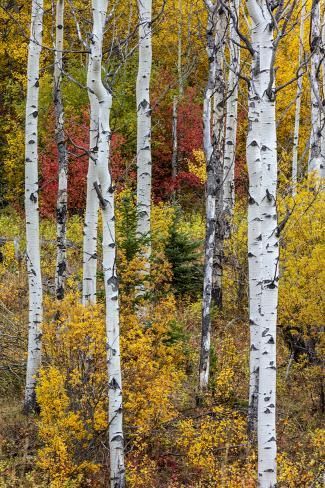 size: 12x8in Photographic Print: Aspen grove in peak fall colors in Glacier National Park, Montana, USA by Chuck Haney : Watercolor Fall Aspens, Autumn Abstract, Fall Scenes, Autumn Pictures, Aspen Grove, Autumn Leaves Art, Birch Tree Art, Birch Tree Painting, Fall Coloring