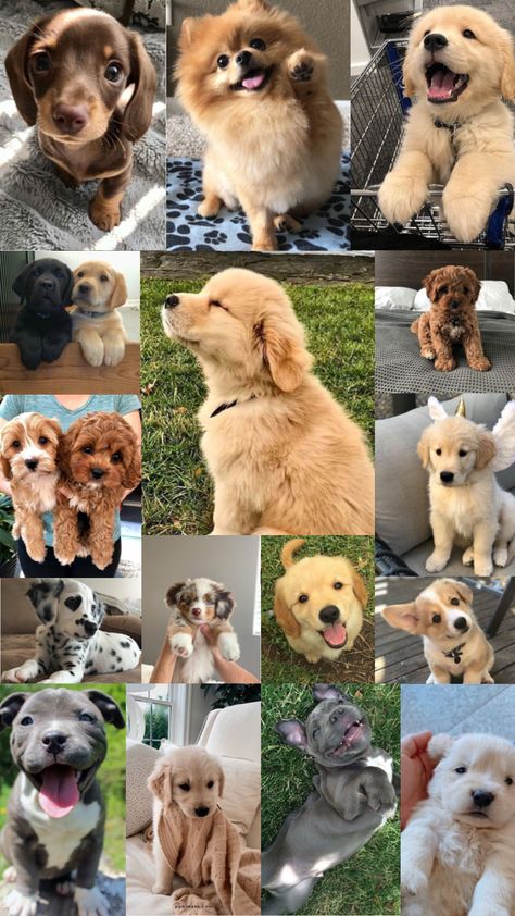 PUPPIES #puppies #animals #cute #puppy Cutedog Puppies Wallpaper, Cute Dog Wallpapers, Cute Dogs Wallpaper, Dogs Collage, Puppy Backgrounds, Dog Collage, Puppy Dog Pictures, Dog Wallpapers, Puppy Stages