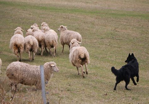 Dog Herding, Belgian Shepherd Groenendael, Belgian Sheepdog, Sheep Dogs, Dog Sports, Belgian Shepherd, Cattle Dogs, Herding Dogs, Animals And Nature