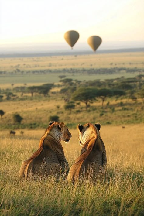 Embark on a romantic adventure with your partner on a luxury safari in Masai Mara. Witness the Great Migration, enjoy private game drives, and relax together in a lavish tented camp. 🦁🌅🌍 #MasaiMaraRomance #CouplesSafari #LuxuryGetaway Safari Couple, Safari Honeymoon, Masai Mara Safari, Tented Camp, Masai Mara Kenya, Great Migration, The Great Migration, Kenya Safari, Romantic Adventures