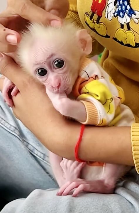 animal tattoos anime tattoo animal animal wallpaper anime wallpapers anime wallpaper anime nails animal drawings animal print animation Baby Monkey For Sale, Capuchin Monkey Pet, Pet Monkey For Sale, Monkey Funny Videos, Monkeys For Sale, Cute Monkey Pictures, Aesthetic 2023, Tattoo Animal