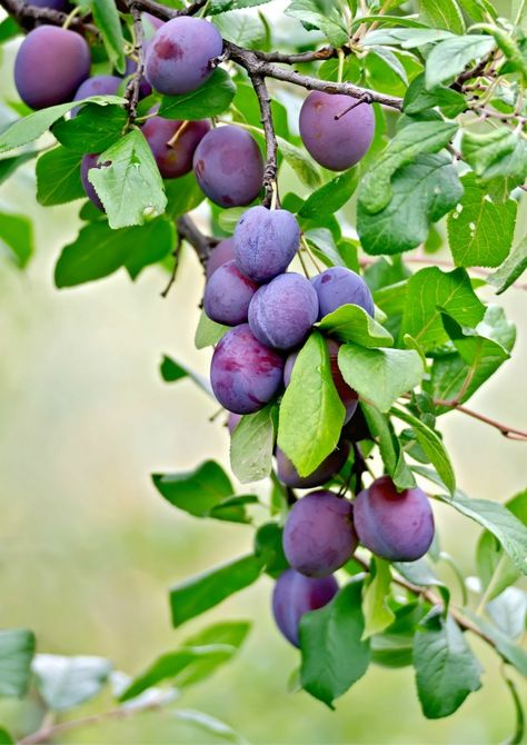 Plum Tree Types Of Plums, Plum Varieties, Prune Fruit, Plum Fruit, Greenhouse Ideas, Types Of Fruit, Plum Tree, Peach Trees, Garden Guide