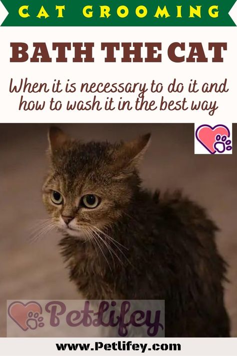 Bath the cat: when it is necessary to do it and how to wash it in the best way #Cat #Catgrooming #Bath the cat Cat 2023, Cat Wash, Cat Bath, Long Haired Cats, Old Cats, Pet Hacks, Cat Grooming, Cat Care, Cat Stuff