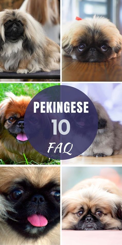 Pekingese Puppies, Pekingese Dogs, Common Questions, Be The Best, Yorkie, Best Dogs, First Time, Deer, Puppies