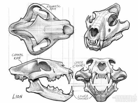 Animal Skull Drawing, Skull Anatomy, Skull Reference, Skeleton Drawings, Cat Anatomy, Animal Skeletons, Animal Skull, Skulls Drawing, Animal Anatomy