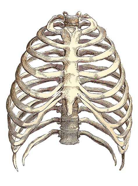 rib cage drawing Rib Cage Drawing, Rib Cage Anatomy, Human Ribs, Human Rib Cage, Anatomy Bones, Skeleton Anatomy, Rib Bones, Human Figure Drawing, Shoulder Tattoos For Women