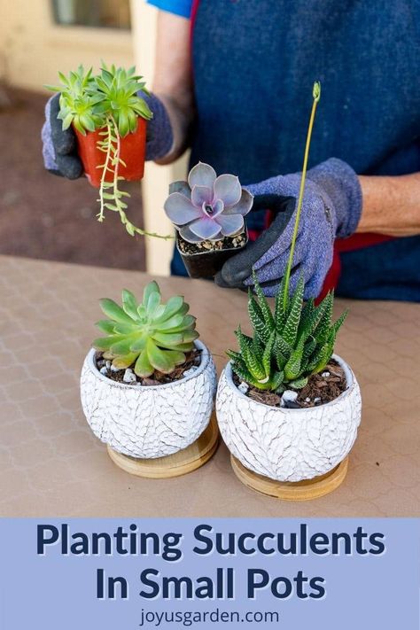 Succulents In Small Pots, Tiny Succulent Pots Diy, Propagate Christmas Cactus, Small Succulent Pots, Tiny Succulents, Christmas Cactus Propagation, Small Cactus Plants, Succulent Planting, Christmas Cactus Plant