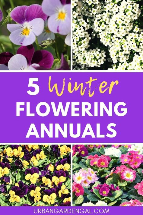 These beautiful winter flowering annuals will brighten up your garden over the colder months. These are my top 5 annual flowers for winter. #winterflowers #annuals #flowergarden #flowergardening Winter Flower Containers, Fall Flower Beds In Front Of House, Annual Flower Beds, Winter Flowers Garden, Flower Garden Layouts, Blue Flowers Garden, Fall Flowers Garden, Garden Photoshoot, Fall Landscaping