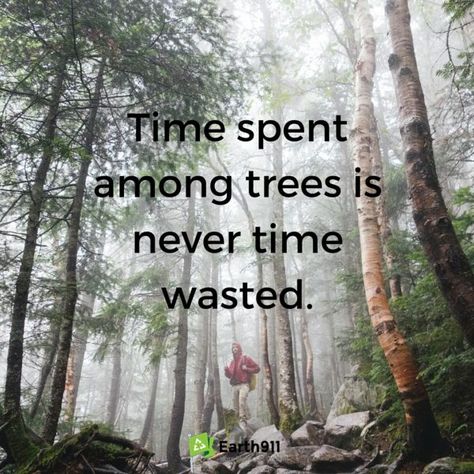 What a great environmental quote. I love spending time in the woods exploring nature. Forest Quotes, Earth Day Quotes, Environmental Quotes, Environment Quotes, Earth Quotes, Into The Woods Quotes, Tree Quotes, Hiking Quotes, Explore Nature