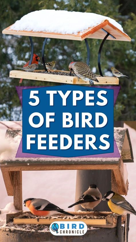 Bird feeders are one of the definite ways to attract birds due to the food available, but not all feeders are created the same. Our article shows the 5 different types of bird feeders and the purposes of each feeder. Bird Feeding Stations, Bird Feeder Station, Backyard Birds Sanctuary, Suet Feeder, Bird Tables, Bird Feeding Station, Food Types, Bird Feeding, Feeding Station