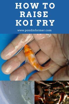 Guide to raising koi fry, what to feed them, growth timeline, optimal conditions, how to transfer them to your main pond, & more! Raised Pond Ideas, Water Farming, Koi Fish Care, Living Independently, Fish Ponds Backyard, Raised Pond, Fish Pond Gardens, Backyard Ponds, Tropical Freshwater Fish