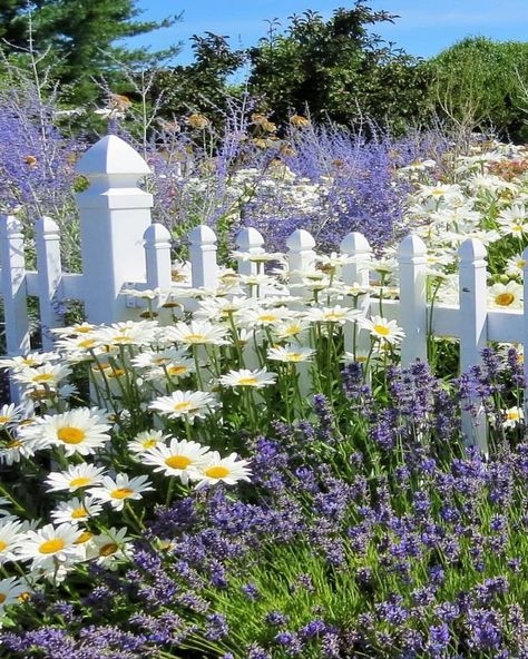 Lavender And Daisies, Garden Planing, Salvia Plants, Shasta Daisy, Shasta Daisies, Perennial Border, Lavender Garden, Side Garden, Lavender Farm