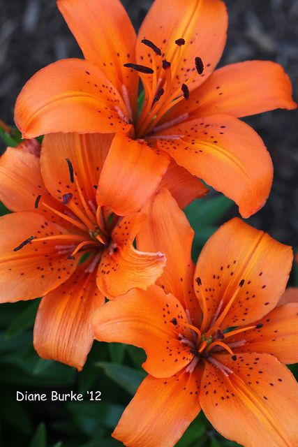 I'm filling Facebook with flowers to break the saturation of negative images and videos. If you like this post, I will give you a flower to post on your timeline. Orange Lilies, Fleur Orange, Tiger Lily, World Trade Center, Lily Flower, Exotic Flowers, Orange Flowers, Flower Pictures, Love Flowers