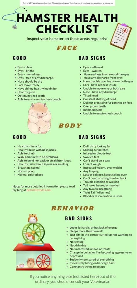 Hamster Tips Pet Care, How To Take Care Of Hamsters, Hamster Body Language, How To Take Care Of A Hamster, Hamster Checklist, Hamster Care Tips, Hamster Tips, Hamster Diet, Hamster Breeds