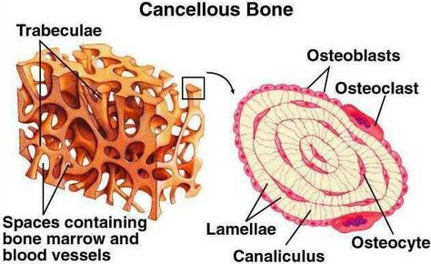 Bone Diagram, Bone Cells, Medical Student Humor, Cancellous Bone, Skeletal System Anatomy, Bone Anatomy, Anaerobic Respiration, Clinical Chemistry, Anatomy Bones