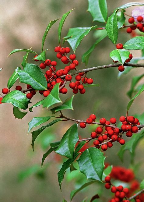 American Holly, Fruit Picture, Natural Heritage, Holly Berries, Red Berries, What You Can Do, Hedges, Horticulture, Organic Gardening