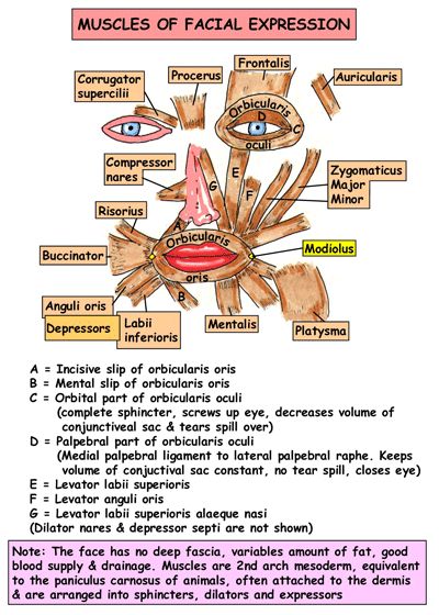 Muscles Of Head And Neck, Facial Muscles Anatomy, Muscles Of Facial Expression, Anatomy Of The Body, Neck Anatomy, Anatomy Head, Neck Muscles, Medicine Notes, Dental Hygiene School