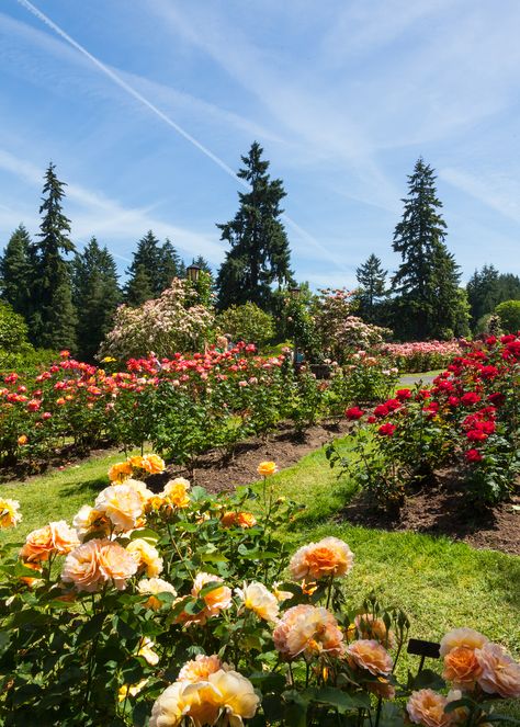 International Rose Test Garden, Exposition Park Rose Garden, Rose Garden Portland Oregon, Portland Rose Garden, Portland Oregon Summer, Nature Shoot, Portland Garden, Rose Farm, Phone Widget