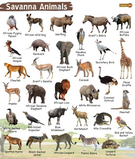 Savanna Biome, South Africa Animals, African Rainforest, Animals Worksheet, Elephant Species, Savannah Animals, Animals List, Blue Wildebeest, Savanna Animals