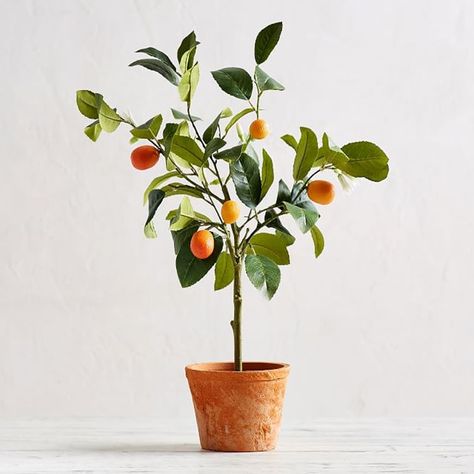 Potted Kumquat Tree, Kumquat Tree, Tangerine Tree, Potted Lavender, Citrus Plant, Driven By Decor, Small Pottery, Glass Shower Enclosures, Citrus Trees