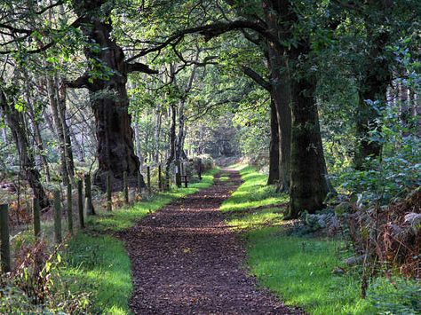 England is well known for its rolling countryside and beautiful landscapes. But perhaps not enough credit is given to its amazing woodland and forests. Here we run through the top 5 forests in England, and why each one is so special. Walden Pond, Sherwood Forest, Beautiful Forest, New Forest, English Countryside, Beatrix Potter, Nottingham, Beautiful World, Beautiful Landscapes