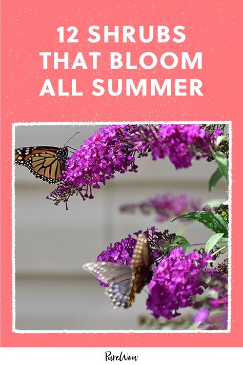 12 Shrubs That Bloom All Summer - PureWow Perennial Flowering Shrubs, Best Flowering Bushes For Full Sun, Flowers Bloom All Summer, Zone 4 Flowering Shrubs, Flowering Shrubs In Front Of House, Perennials That Bloom All Summer, Perennial Flowers That Bloom All Summer, Flowers That Bloom All Summer, Sun Loving Shrubs