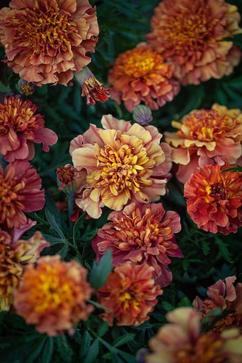 Tagetes patula, 'Strawberry Blonde' French Marigold, Strange Flowers, Garden Diary, Most Popular Flowers, Home Grown Vegetables, Choppy Bob, Marigold Flower, Seed Catalogs, Pollinator Garden