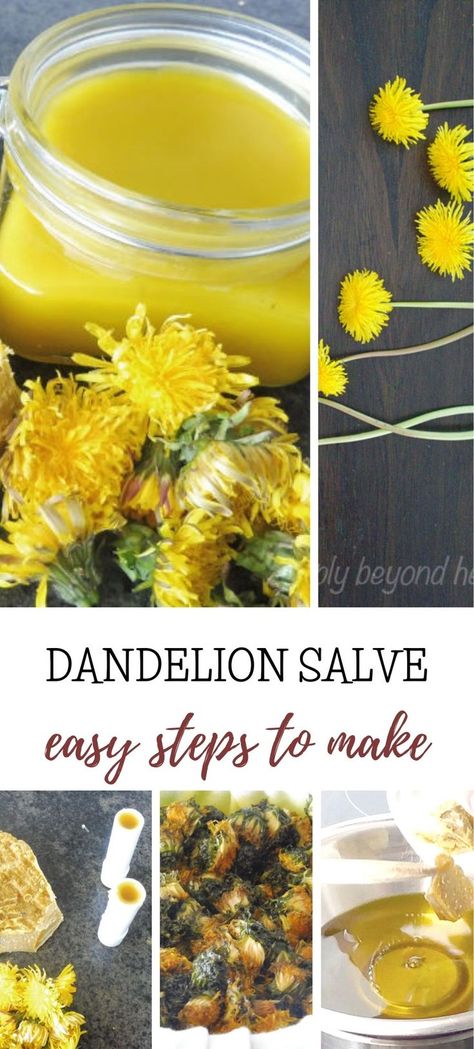 This soothing and moisturizing dandelion salve is an excellent solution for dry and cracked skin. Made of three ingredients this dandelion balm helps soothe sore and painful muscles and joints. Dandelion Salve, Arnica Salve, Homemade Salve, Dandelion Oil, Dandelion Benefits, Arnica Oil, Salve Recipes, Herbal Salves, Healing Salves