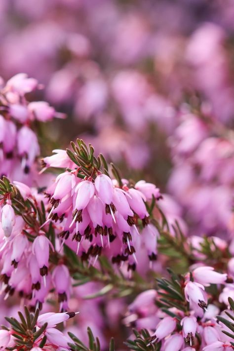 Winter Heath, Erica Carnea, Red Shrubs, Winter Pots, Rose Like Flowers, Holly Shrub, Red Twig Dogwood, Colonial Garden, Twig Dogwood