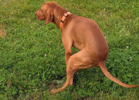 How Often Should Dogs Poop? | PetMD Dogs Pooping, A Dog, Dogs