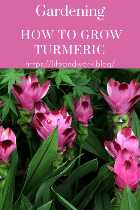 How to Grow Turmeric Growing Tumeric Outdoors, Miracle Grow Diy, Growing Turmeric, Curcuma Plant, Grow Turmeric, Turmeric Plant, Ginger Plant, Edible Wild Plants, Turmeric Recipes