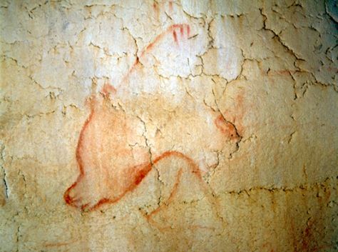 Chauvet cave bear Chauvet Cave, Paleolithic Art, Werner Herzog, Cave Bear, Cave Art, Brother Bear, Bear Drawing, Prehistoric Art, Cave Paintings