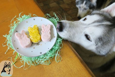 DIY Marshmallow Peeps for Dogs | Easter Dog Treats - Gone to the Snow Dogs | Siberian Husky Love Easter Dog Treats, Dog Treats Diy, Dog Treat Ideas, Dog Treat Business, Pup Treats, Homemade Dog Cookies, Rainbow Lion, Treat Business, Pet Recipes