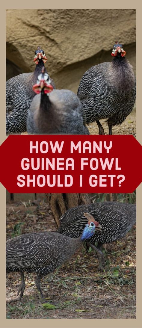 Guinea Hens Coop Ideas, Guinea Fowl Coop Ideas, Raising Guineas, Plants For Quail Pen, Guinea Hens Raising, Guinea Fowl Coop, Guinea Hens, Raising Guinea Fowl, Raising Quail For Profit