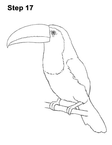 Toucan Bird Drawing 17 Jungle Animals Drawing Easy, Toucan Line Drawing, Tocan Birds Drawing, Toucan Drawing Easy, How To Draw A Toucan, Toucan Sketch, Jungle Drawing Easy, Toucan Bird Drawing, Birds Drawing Easy