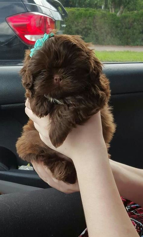 Brown Shitzu, Chocolate Shih Tzu, Shih Tzu Aesthetic, Shitzu Puppies Brown, Dog Grooming Shih Tzu, Dog Aesthetic Shih Tzu, Perro Shih Tzu, Shitzu Puppies, Pom Dog