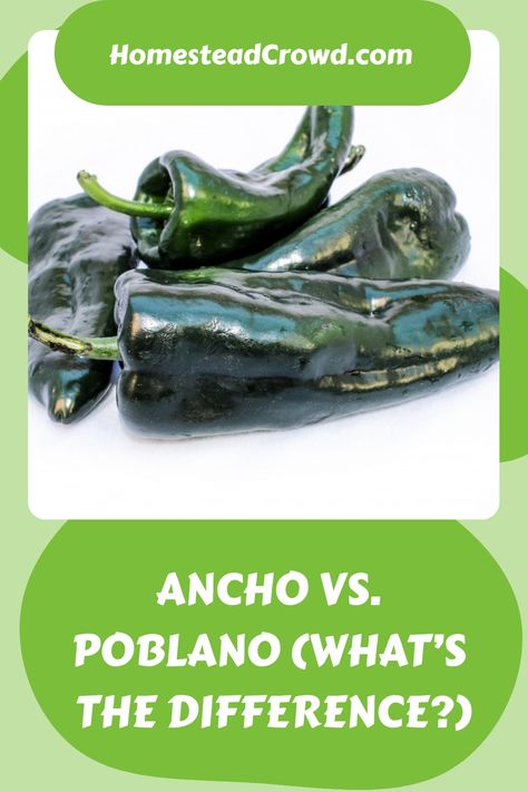 Explore the distinct characteristics of ancho and poblano peppers, from flavor profiles to heat levels. Uncover tips on incorporating them into your dishes and cultivating them in your garden. Dive into the process of creating homemade ancho chilies using fresh poblano peppers for a unique culinary experience filled with rich flavors and subtle nuances. Grow Lemongrass, Poblano Chili, Ancho Chili, Poblano Peppers, Culinary Experience, Stuffed Poblano Peppers, Chili Peppers, Grow Your Own Food, Flavor Profiles