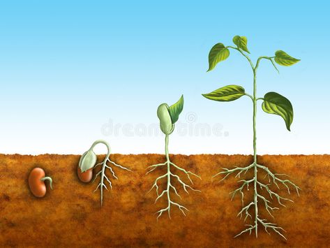 Picture Graphs, Planting Sunflowers, Bean Plant, Corn Plant, Plants Growing, Plant Life Cycle, Curious Kids, Seed Germination, Hydroponic Gardening