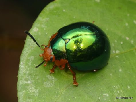 Cool Beetles, Beautiful Beetles, Jewel Beetle, Leaf Beetle, Cool Insects, Bug Collection, Cool Bugs, Beautiful Bugs, Creepy Crawlies