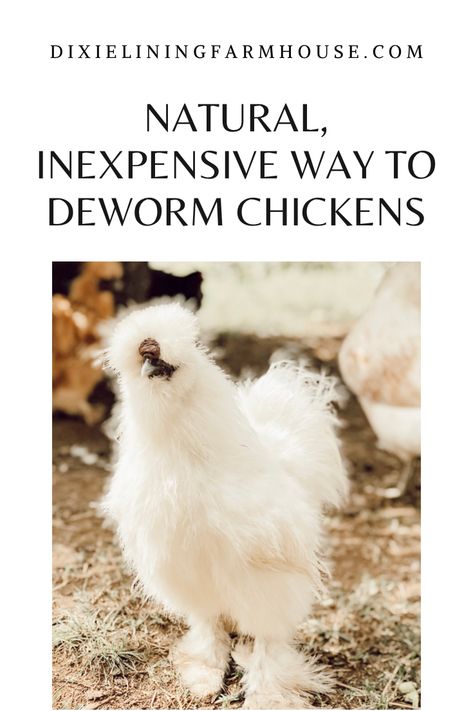 A white, silkie chicken walking around the farm. How To Deworm Chickens, Natural Dewormer For Chickens, Natural Chicken Dewormer, Deworming Chickens, Chicken Dewormer, Types Of Worms, Meat Birds, Raising Pigs, Raising Ducks