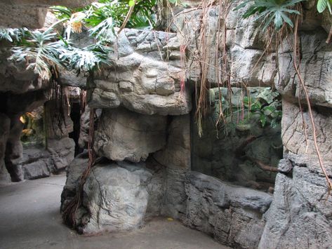 Lied Jungle - Reptile Exhibits | ZooChat Reptile Exhibit, Paludarium Ideas, Zoo Enclosures, Reptiles Activities, Amphibians Activities, Zoo Decor, Dallas World Aquarium, Reptile Zoo, Fort Worth Zoo