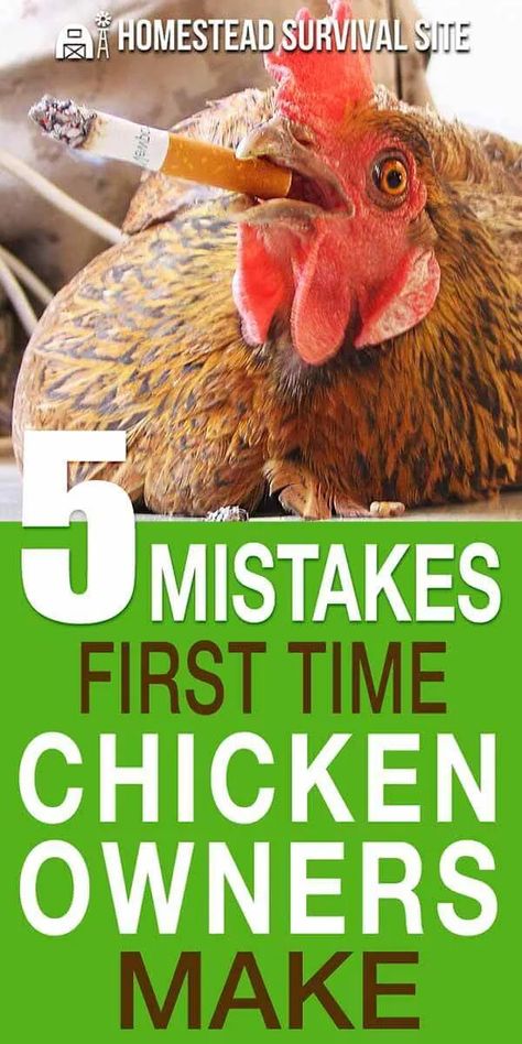 Chicken Rearing, Herbs For Chickens, Chicken Fence, Chicken Coop Garden, Portable Chicken Coop, How To Raise Chickens, Backyard Chicken Coop Plans, Chicken Owner, Urban Chickens