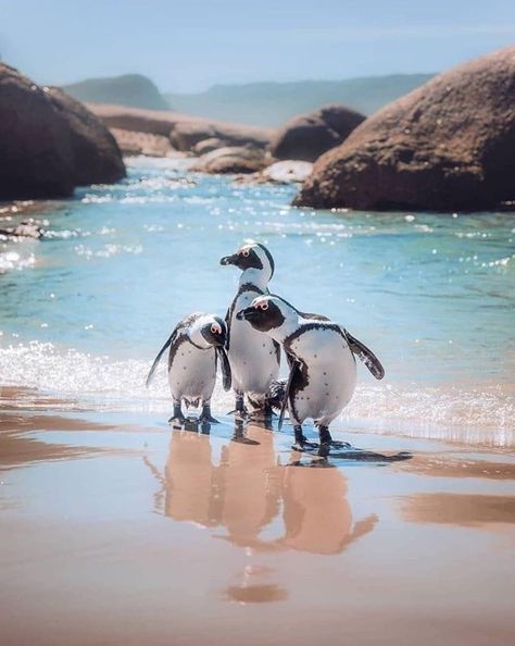 Galapagos Penguin, Penguin Pictures, African Penguin, Corgi Mix, Eat Pizza, Types Of Animals, Cute Penguins, Animals Of The World, Animal Planet