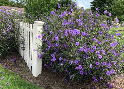 Before I begin, an admission… You either love this plant – or you hate it. It’s Ruellia brittoniana, Mexican petunia. It loves Texas and it shows it by spreading as ... Mexican Petunias, Mexican Petunia, Shrub Garden, Petunia Plant, Texas Gardening, Master Gardener, Backyard Fences, Landscaping Plants, All About Plants